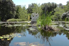 Waterlilies-Concrete-Pond-25