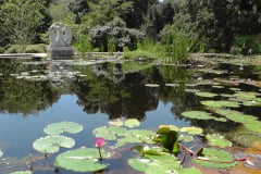 Waterlilies-Concrete-Pond-31