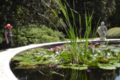 Waterlilies-Concrete-Pond-32