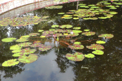 Waterlilies-Concrete-Pond-7