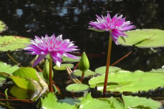 Waterlilies-Concrete-Pond-8