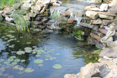 Waterlilies-Susie-Burns-1-2