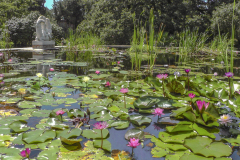 water-lilies-Paint-Together-5-2020