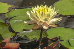 water-lilies-yellow