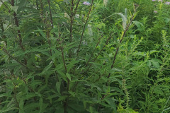 Wildflowers-Minnetrista-July-2023-1