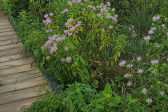 Wildflowers-Minnetrista-July-2023-12