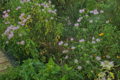 Wildflowers-Minnetrista-July-2023-13