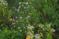 Wildflowers-Minnetrista-July-2023-14
