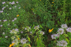 Wildflowers-Minnetrista-July-2023-15