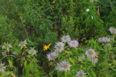 Wildflowers-Minnetrista-July-2023-16