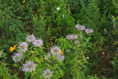 Wildflowers-Minnetrista-July-2023-17