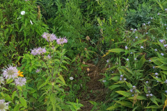 Wildflowers-Minnetrista-July-2023-18