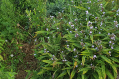 Wildflowers-Minnetrista-July-2023-19