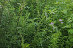 Wildflowers-Minnetrista-July-2023-2