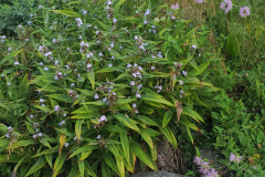 Wildflowers-Minnetrista-July-2023-20