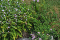 Wildflowers-Minnetrista-July-2023-21