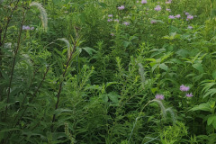Wildflowers-Minnetrista-July-2023-3
