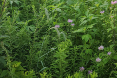 Wildflowers-Minnetrista-July-2023-4