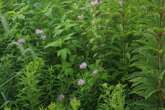 Wildflowers-Minnetrista-July-2023-5
