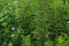 Wildflowers-Minnetrista-July-2023-6
