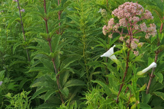 Wildflowers-Minnetrista-July-2023-7