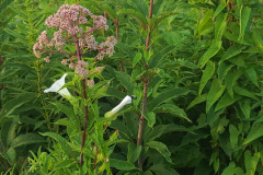 Wildflowers-Minnetrista-July-2023-8