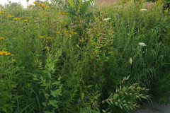 Wildflowers-along-trail-July-2023-1