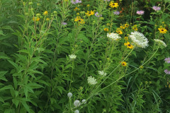 Wildflowers-along-trail-July-2023-12