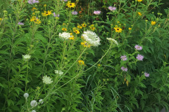 Wildflowers-along-trail-July-2023-13