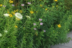 Wildflowers-along-trail-July-2023-14