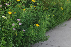 Wildflowers-along-trail-July-2023-15