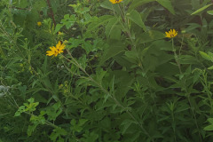 Wildflowers-along-trail-July-2023-16