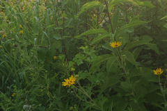 Wildflowers-along-trail-July-2023-17