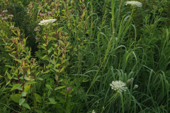 Wildflowers-along-trail-July-2023-2