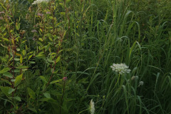 Wildflowers-along-trail-July-2023-3