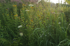 Wildflowers-along-trail-July-2023-4