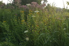 Wildflowers-along-trail-July-2023-5