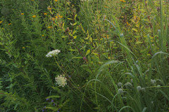 Wildflowers-along-trail-July-2023-7