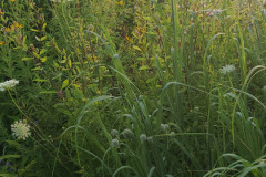 Wildflowers-along-trail-July-2023-8