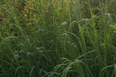 Wildflowers-along-trail-July-2023-9