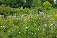 Wildflowers-at-the-Nature-Preserve-2016-100