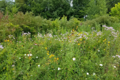 Wildflowers-at-the-Nature-Preserve-2016-101