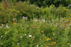 Wildflowers-at-the-Nature-Preserve-2016-104