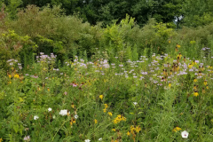 Wildflowers-at-the-Nature-Preserve-2016-105