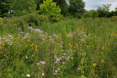 Wildflowers-at-the-Nature-Preserve-2016-107