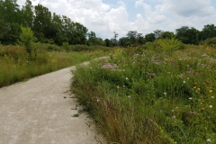 Wildflowers-at-the-Nature-Preserve-2016-108