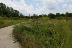 Wildflowers-at-the-Nature-Preserve-2016-109