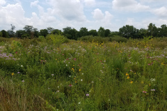 Wildflowers-at-the-Nature-Preserve-2016-110