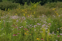 Wildflowers-at-the-Nature-Preserve-2016-112