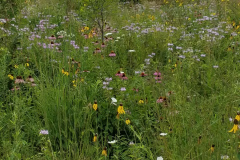 Wildflowers-at-the-Nature-Preserve-2016-113